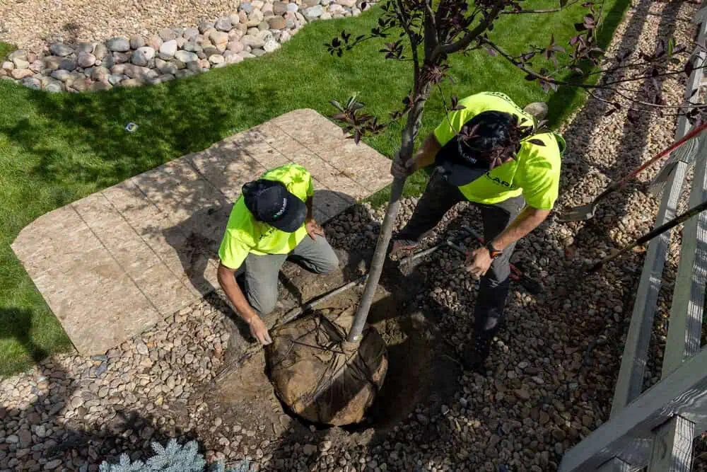 Overhead view of professional tree planting crew at commercial property