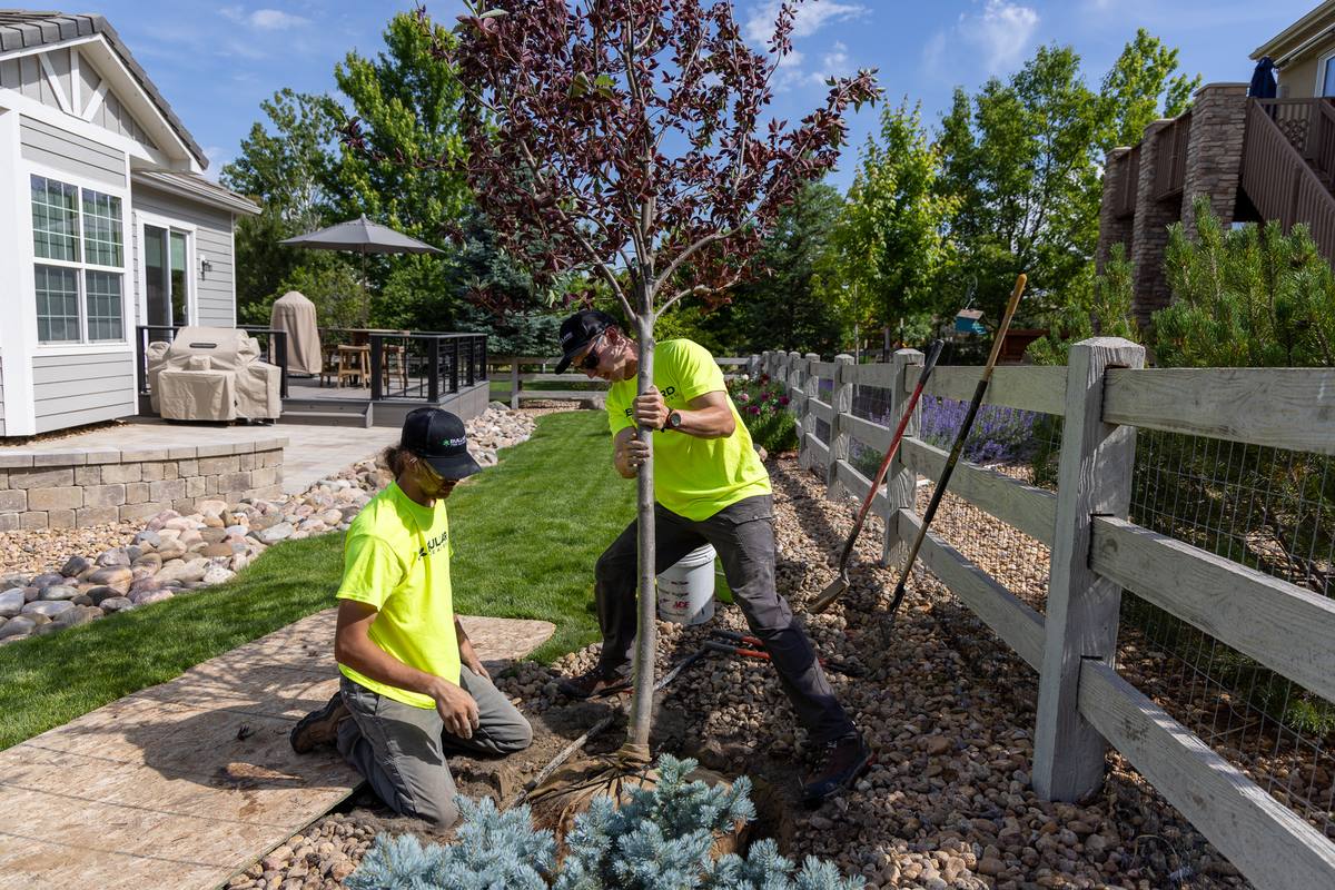 Two tree service experts from Bullard Tree &amp; Garden planting a tree in a landscaped backyard in Boulder. They are wearing bright yellow shirts and protective gear. The lush garden features a wooden fence, patio, and various plants, showcasing professional tree planting services in a residential area.