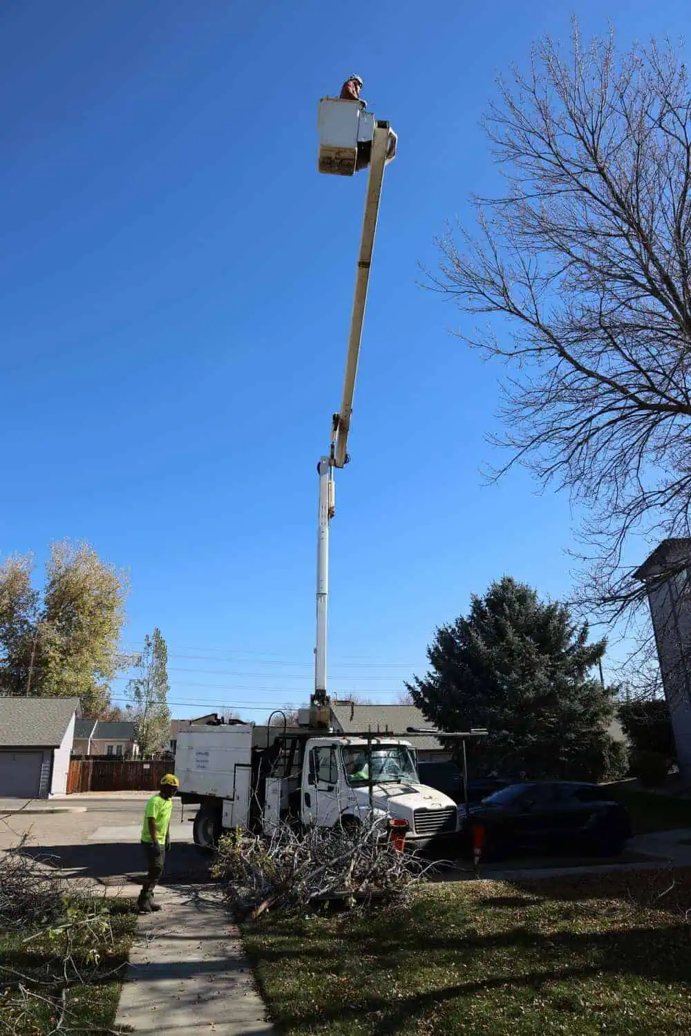 Certified arborist inspecting mature trees on commercial grounds