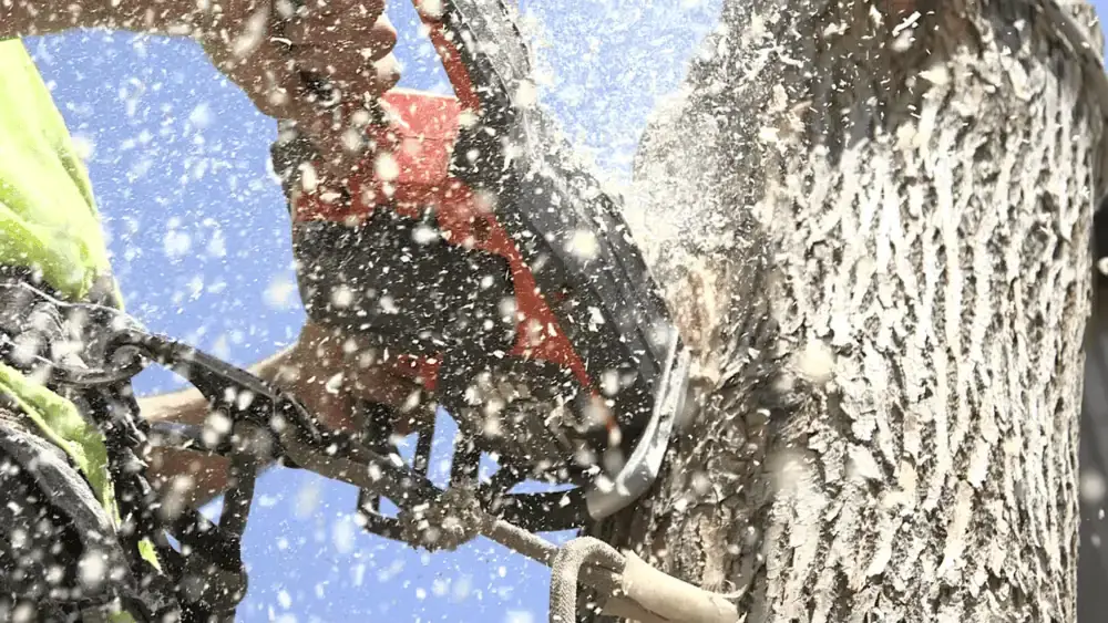 Bullard Tree and Garden crew performing tree care work in the Lyons, Colorado area