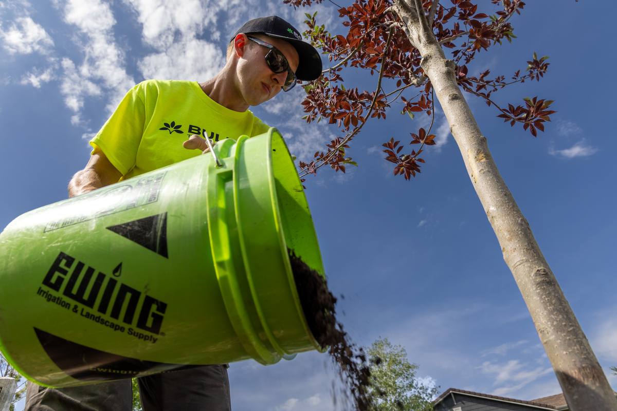 Crew member in safety gear ascending a tree with climbing ropes for pruning work in Altona