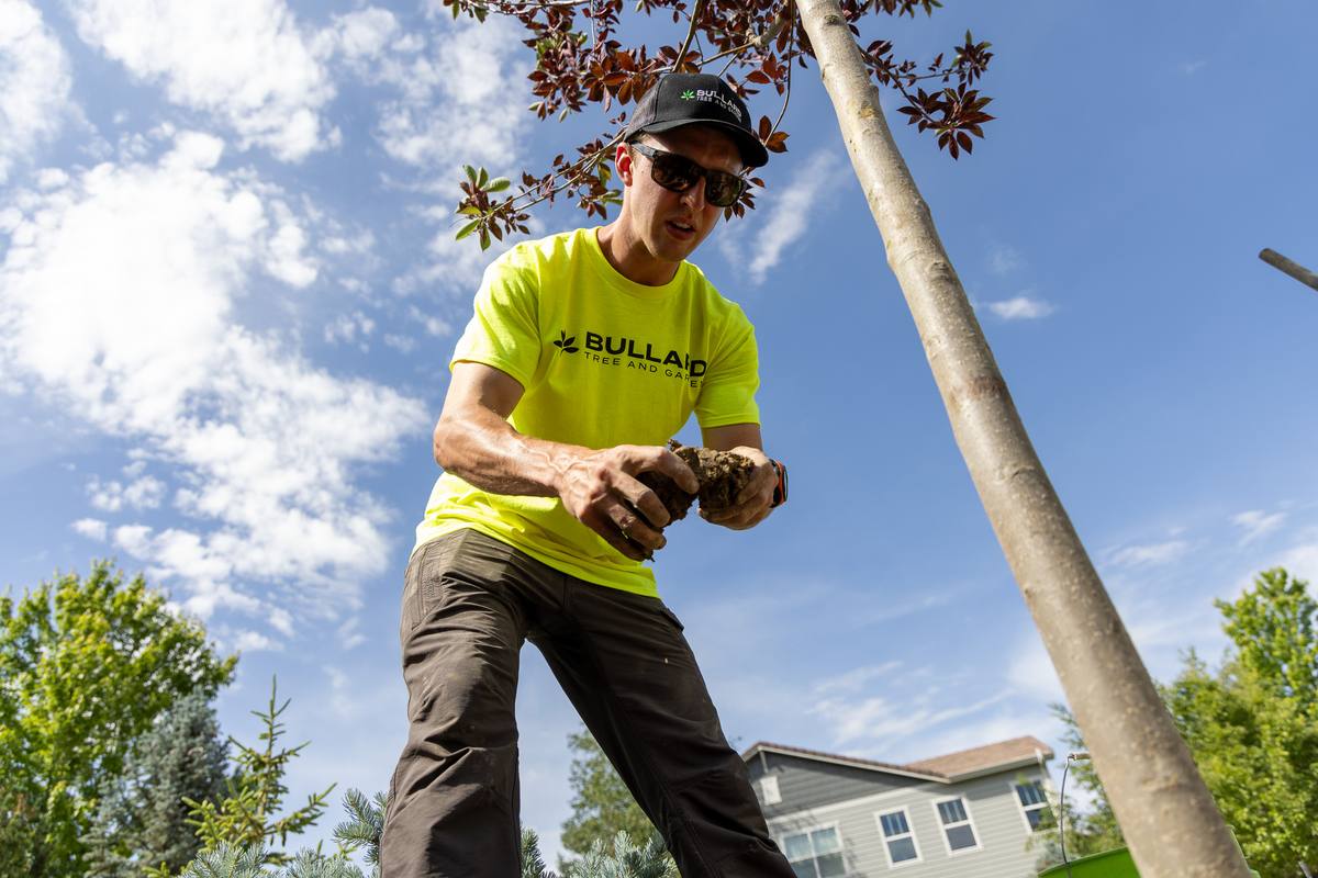 Bullard team hauling cut limbs to a service truck following a pruning job in Morey