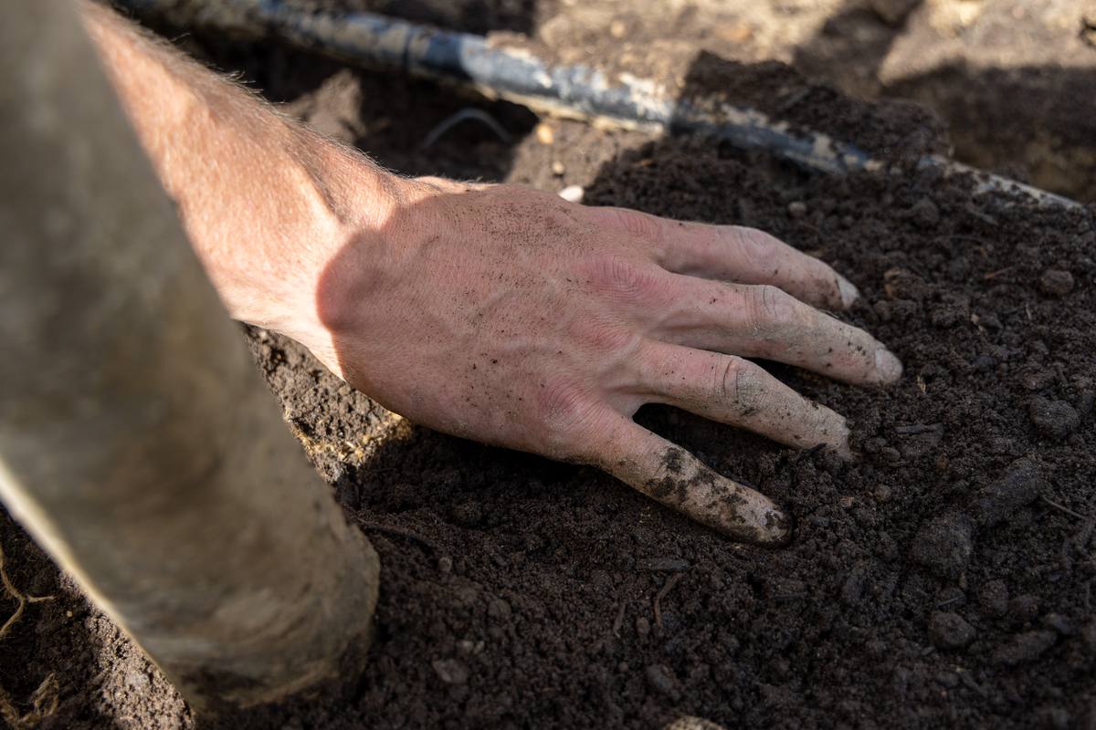 Professional tree cabling and bracing service at residential property in Boulder County