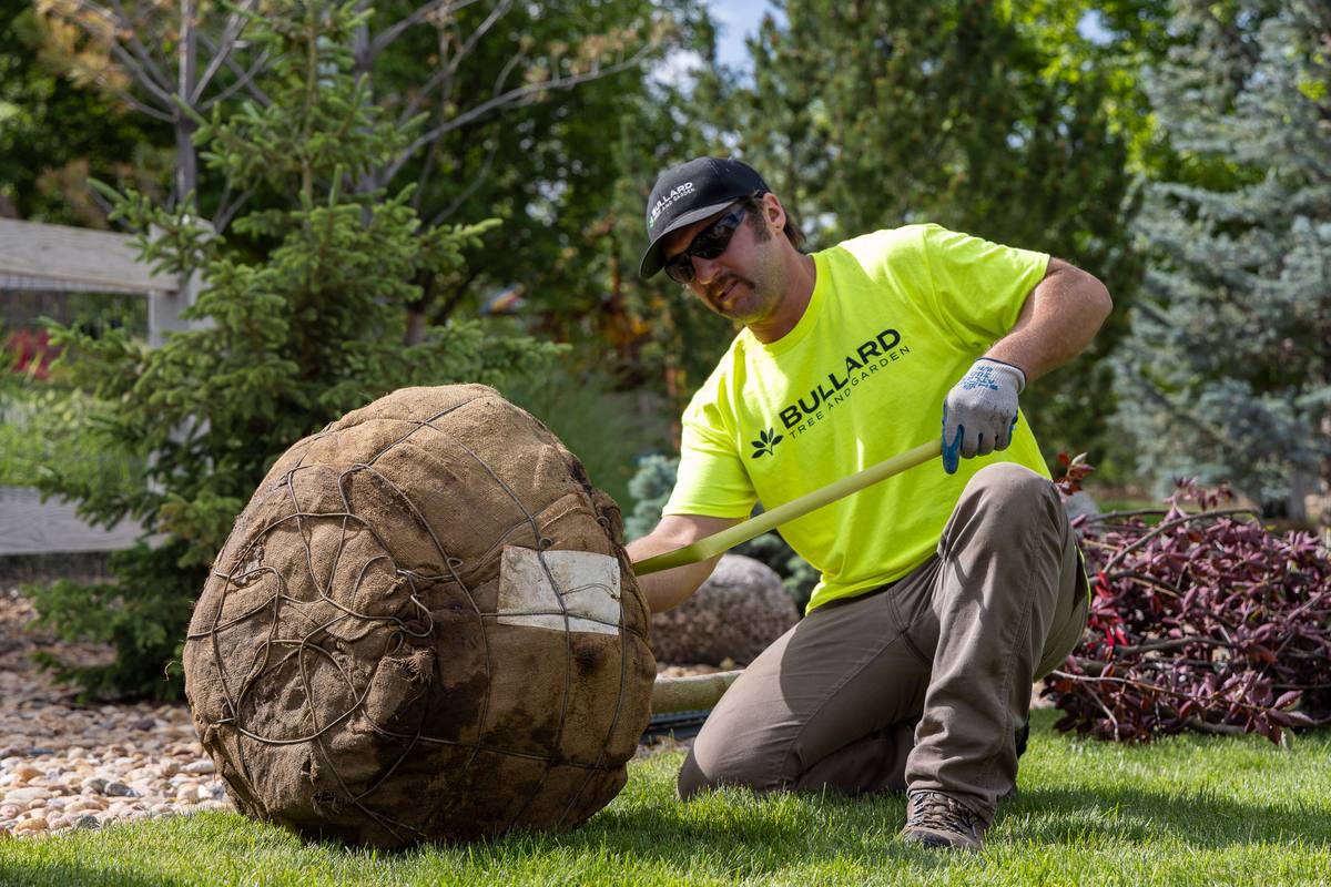 Bullard Tree and Garden crew working on tree maintenance near a government building in Colorado