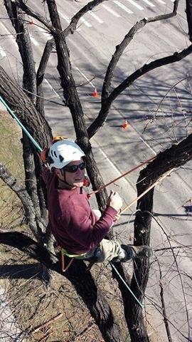 Drought-tolerant trees for Broomfield and Arvada properties