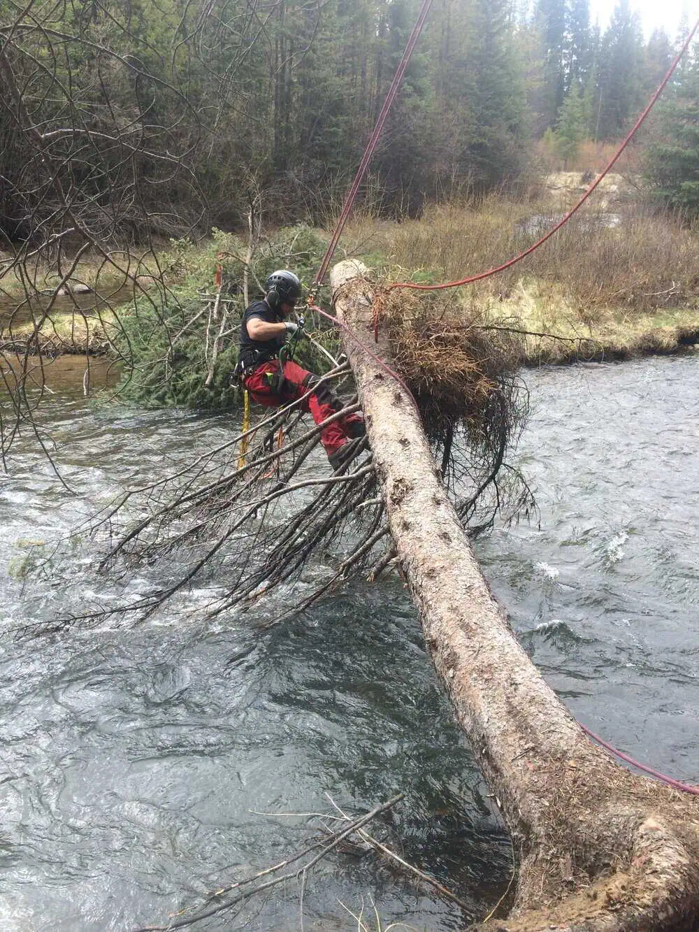 Commercial property tree assessment and planning