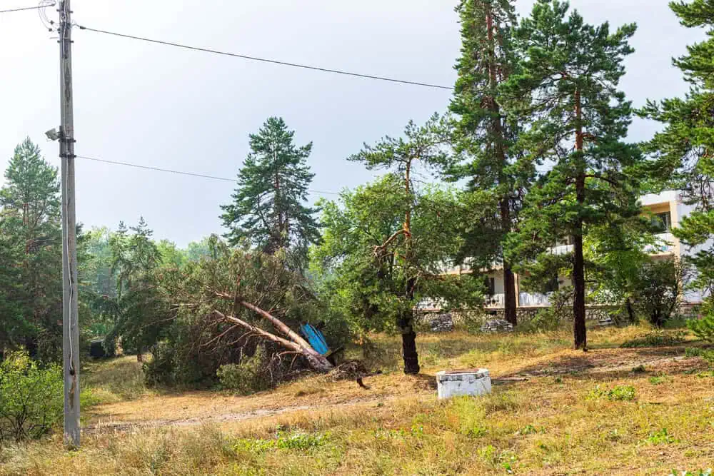 Tree fallen near power lines after severe storm requiring emergency response
