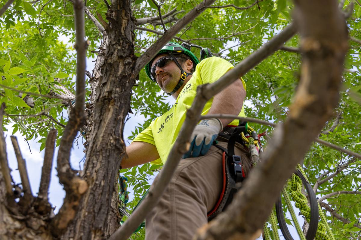 ISA Certified Arborist climbing and providing professional tree care in Boulder