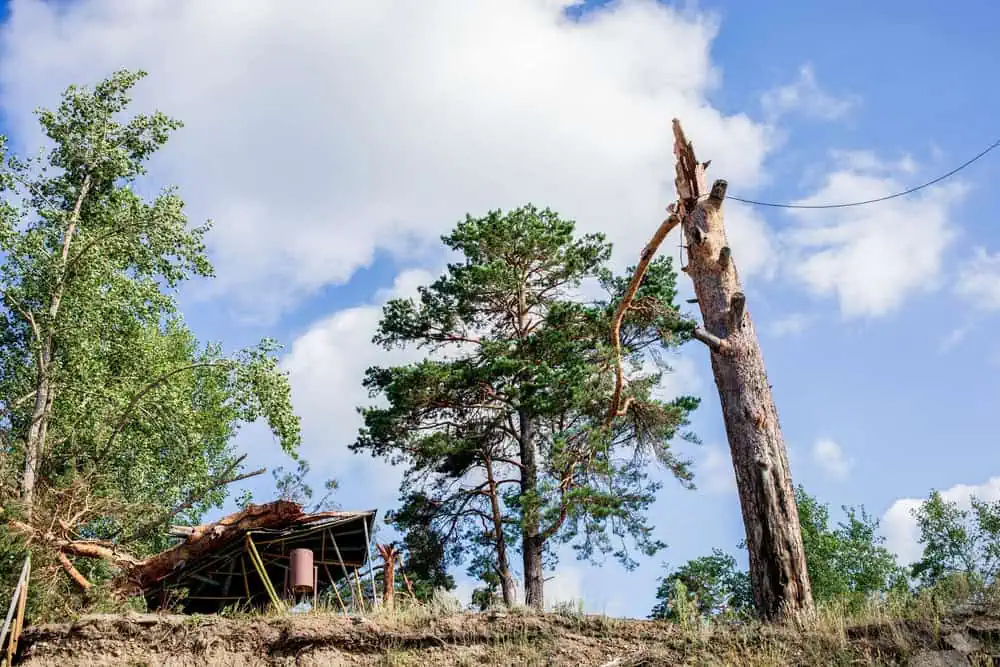Snapped tree trunk with structural damage to shed from storm impact