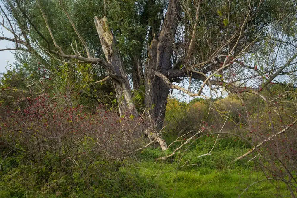 Storm-damaged tree with broken branches requiring emergency removal service near Lyons