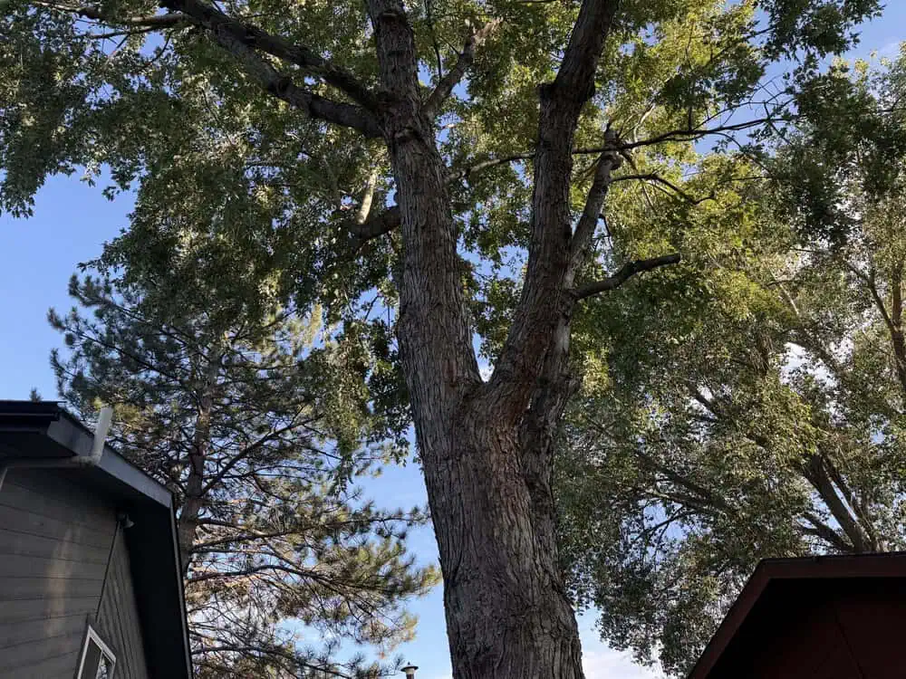 Year-round commercial tree maintenance in Boulder County