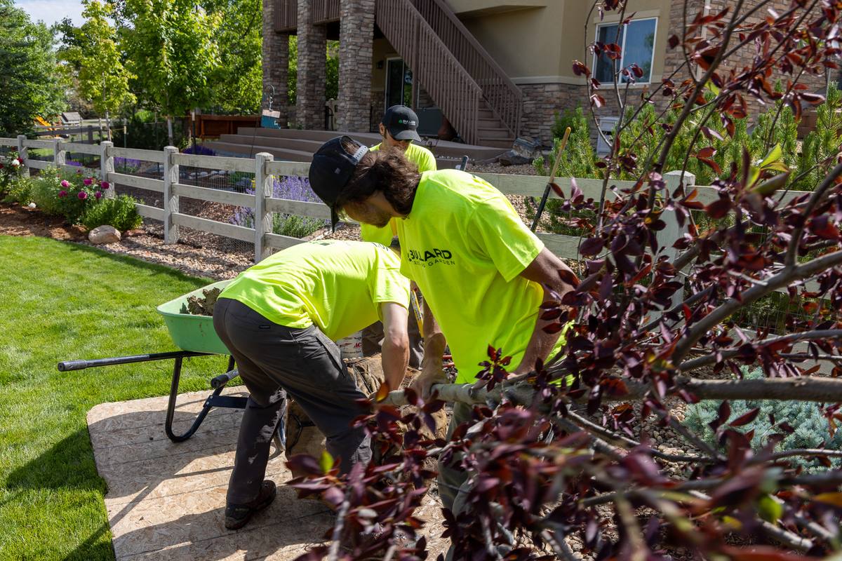 Crew feeding branches through a wood chipper after tree trimming in Morey, Colorado