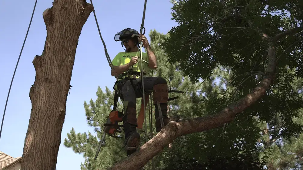 Certified arborist in tree canopy inspecting branch structure for cabling installation