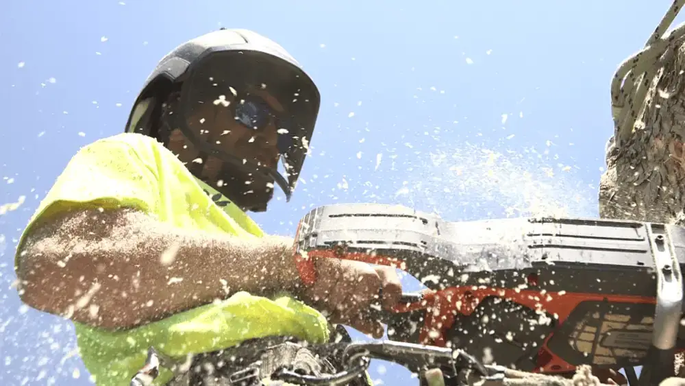 Close-up of commercial tree pruning with professional chainsaw