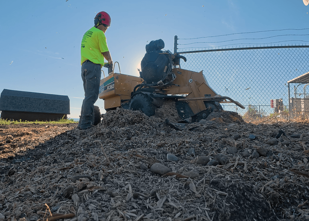 Stump grinder clearing stump flush with ground level