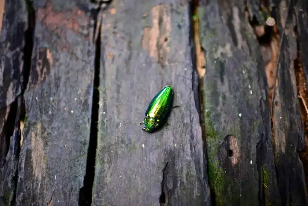 Tree health assessment as part of cabling and bracing evaluation